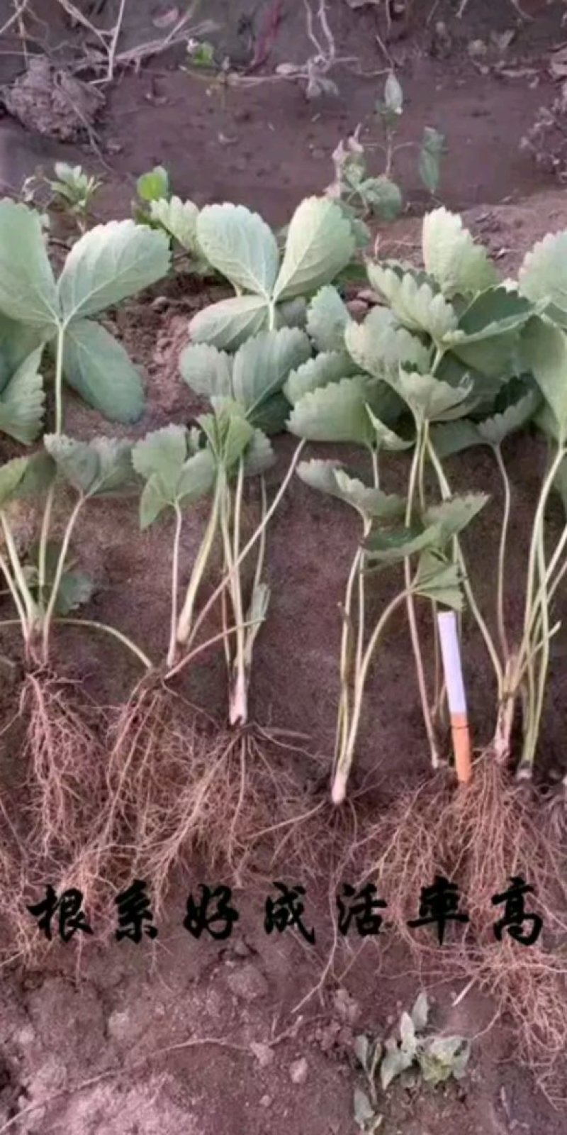 章姬草莓苗:牛奶草莓苗:四季草莓苗草莓苗:草莓苗新品种