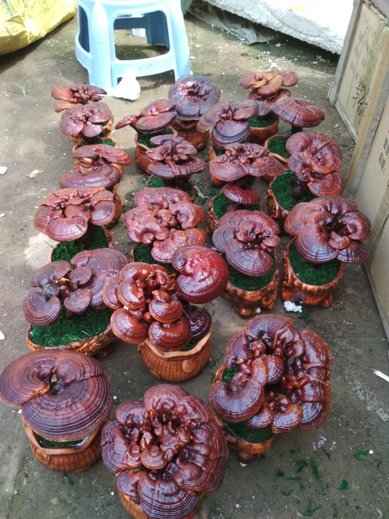 【精品】灵芝盆景，产地直发可视频看货自产自销批发零售