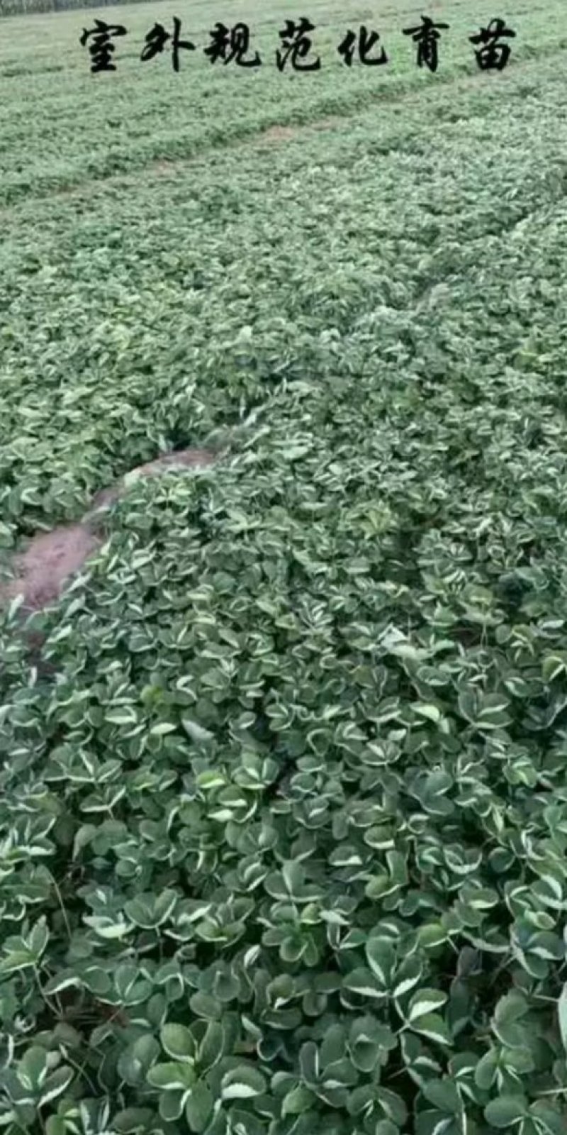 草莓苗，圣诞红草莓苗，草莓苗新品种，圣诞红草莓苗育苗基