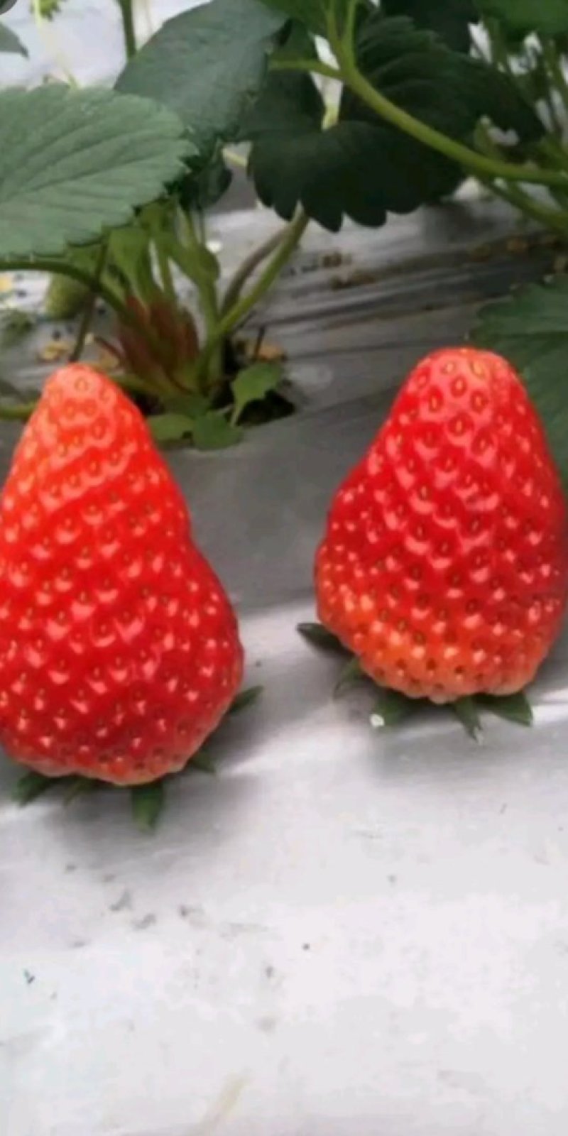 草莓苗，牛奶草莓苗，章姬草莓苗，适合大棚栽植的草莓苗