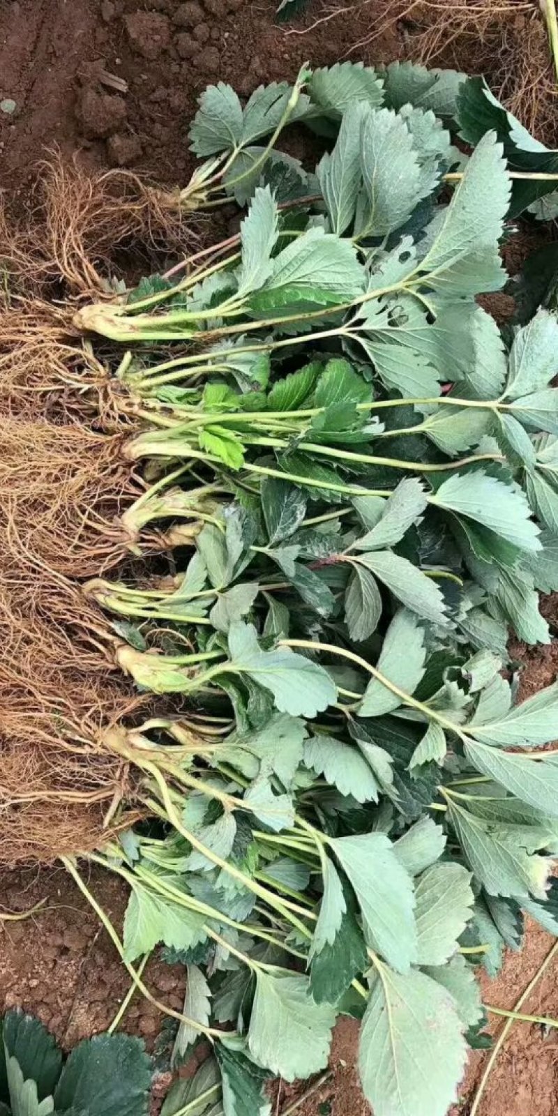 草莓苗，牛奶草莓苗，章姬草莓苗，适合大棚栽植的草莓苗