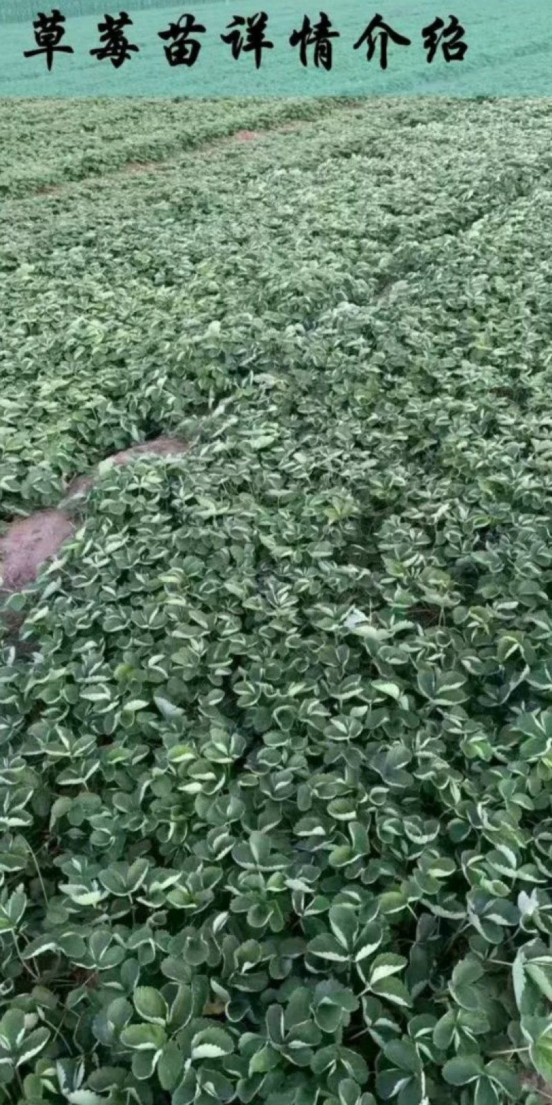 草莓苗，艳丽草莓苗，新品种草莓苗，好吃丰产的草莓苗品种