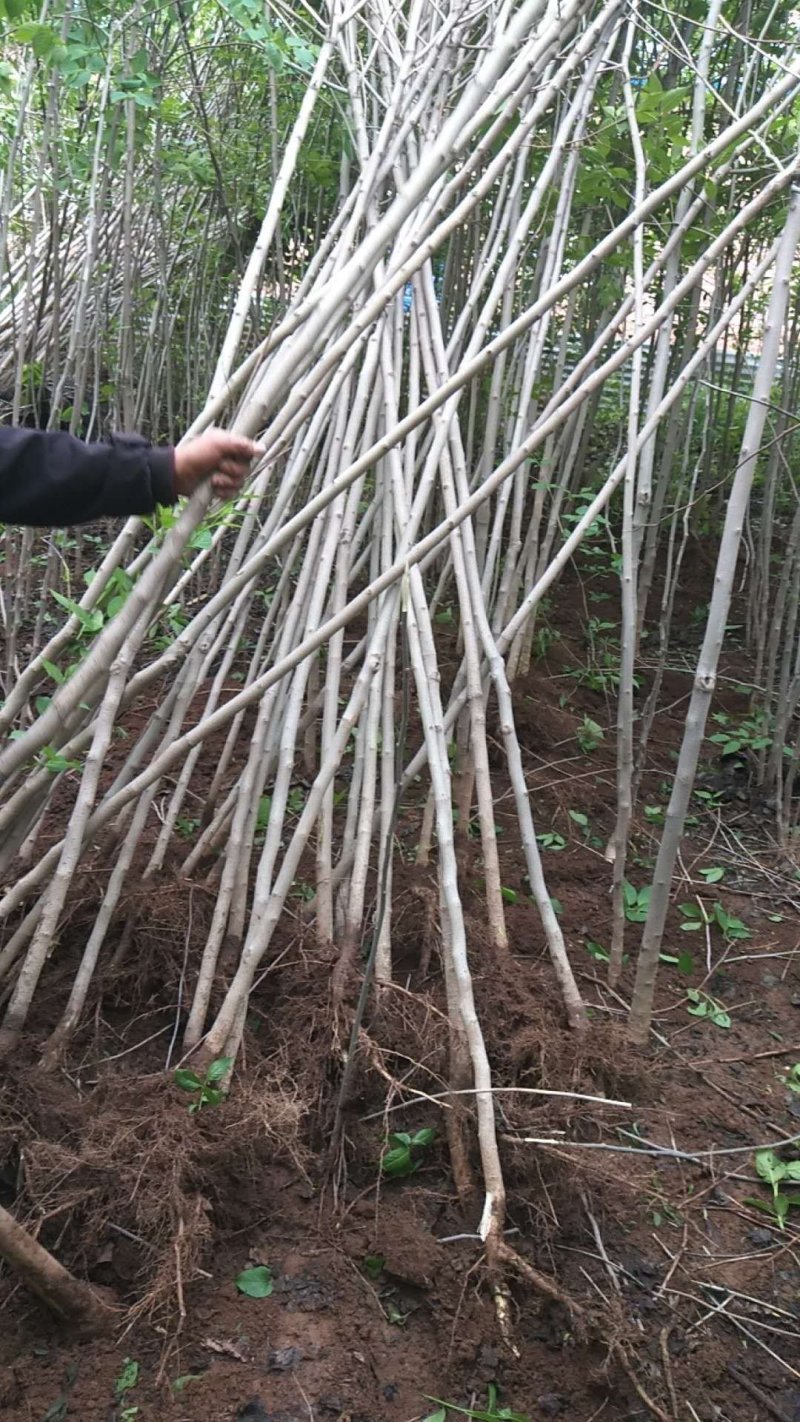 杜仲苗基地直供杜仲树苗，成活率高，量大从优，欢迎咨询