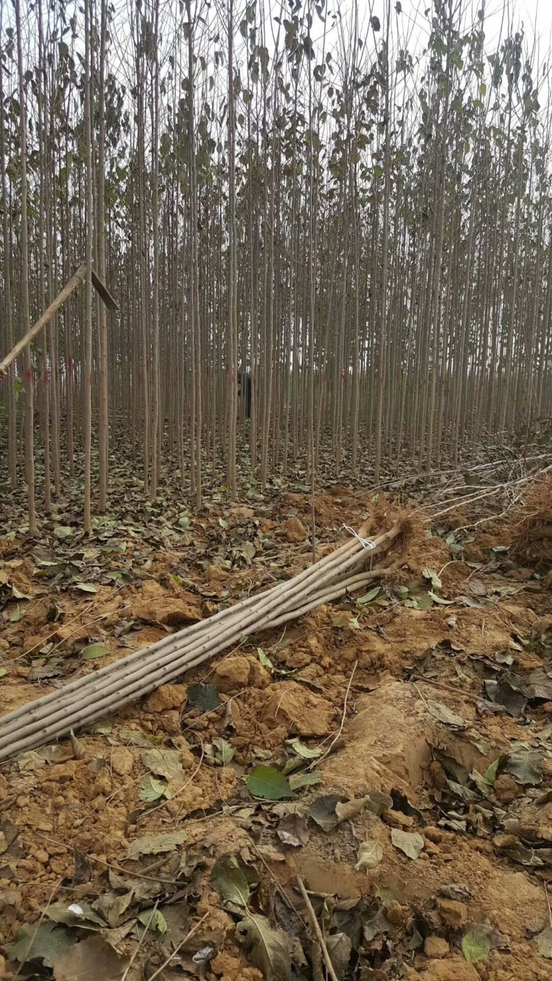 杜仲苗基地直供杜仲树苗，成活率高，量大从优，欢迎咨询