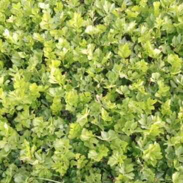 芹菜5.5公分