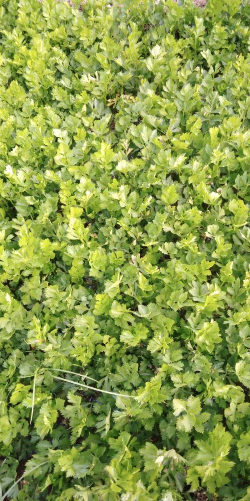 芹菜5.5公分