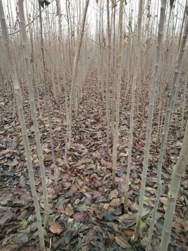 杜仲苗基地直供杜仲树苗，成活率高，量大从优，欢迎咨询
