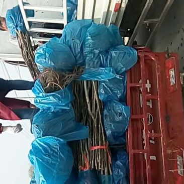 供应核桃苗，嫁接苗，实生苗