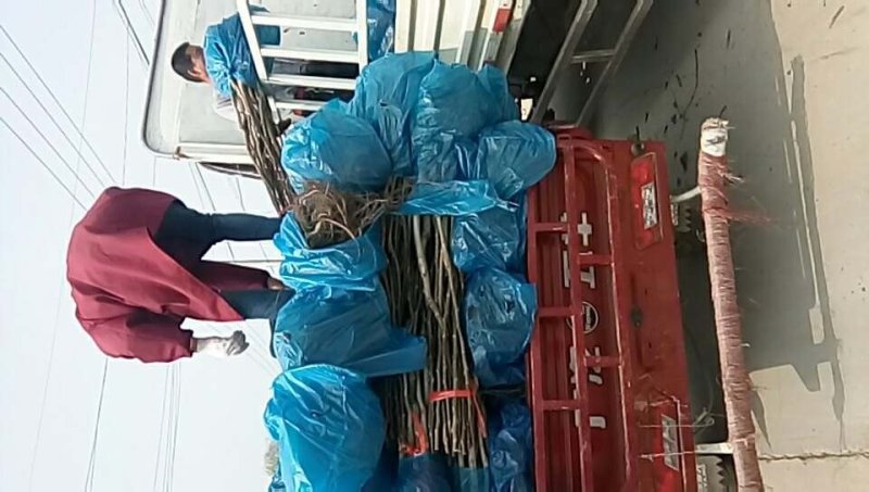 供应核桃苗，嫁接苗，实生苗