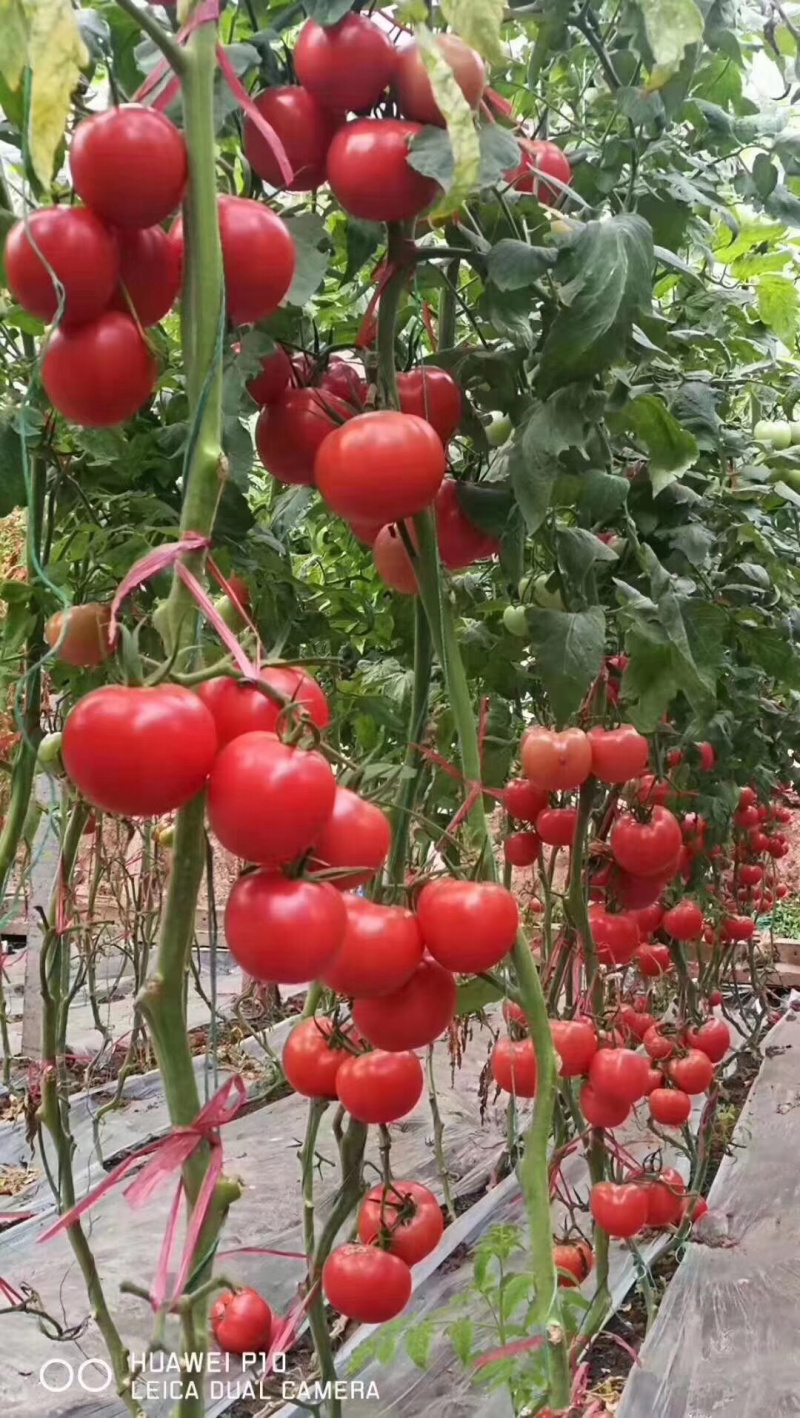 西红柿种苗越冬早春订植栽培抗死棵抗灰叶班高抗TY病毒