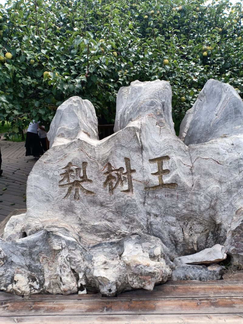 【砀山酥梨】酥梨砀山酥梨现摘现发量大质优全国发货