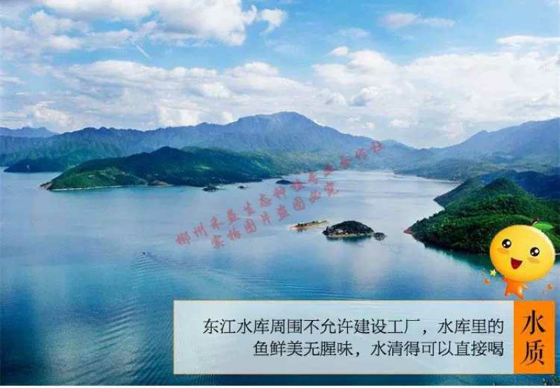 蜜桔电商一件代发(东江湖清江蜜桔)28元10斤包邮