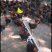 长期大量出售散养清远麻阉鸡