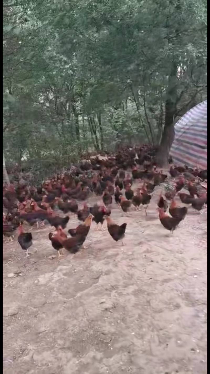 长期大量出售散养清远麻阉鸡