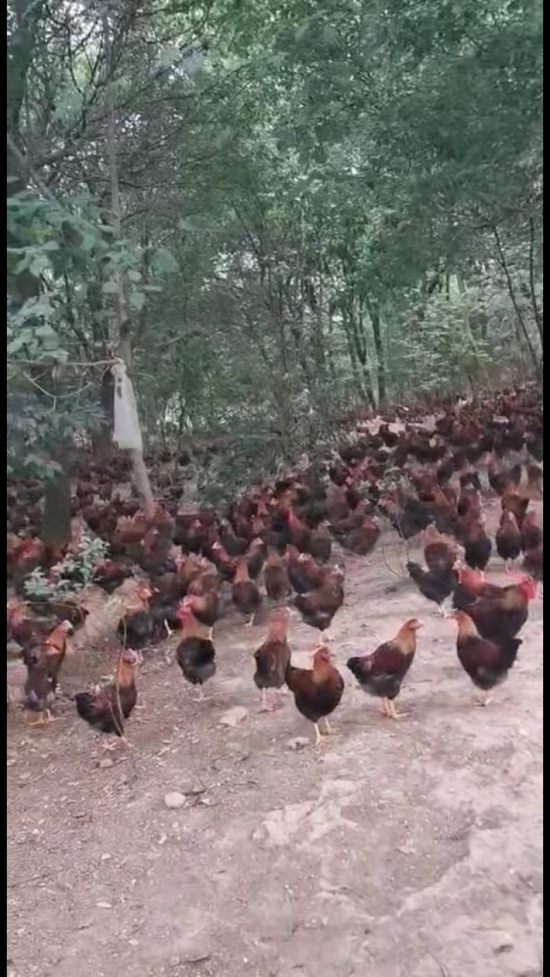 长期大量出售散养清远麻阉鸡