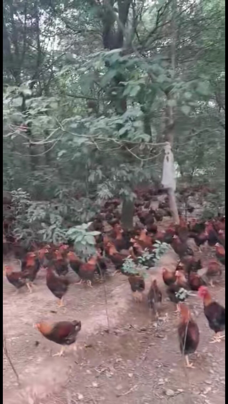 长期大量出售散养清远麻阉鸡