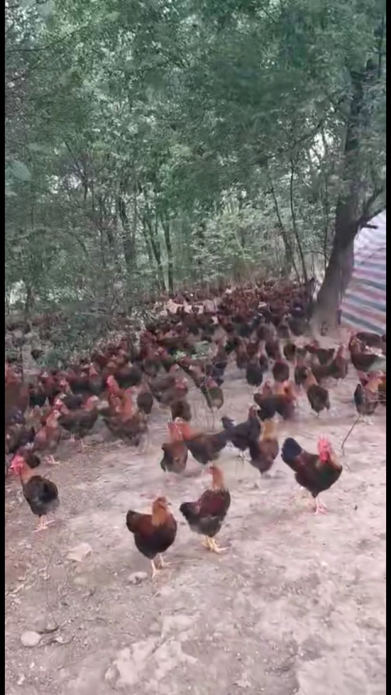 长期大量出售散养清远麻阉鸡