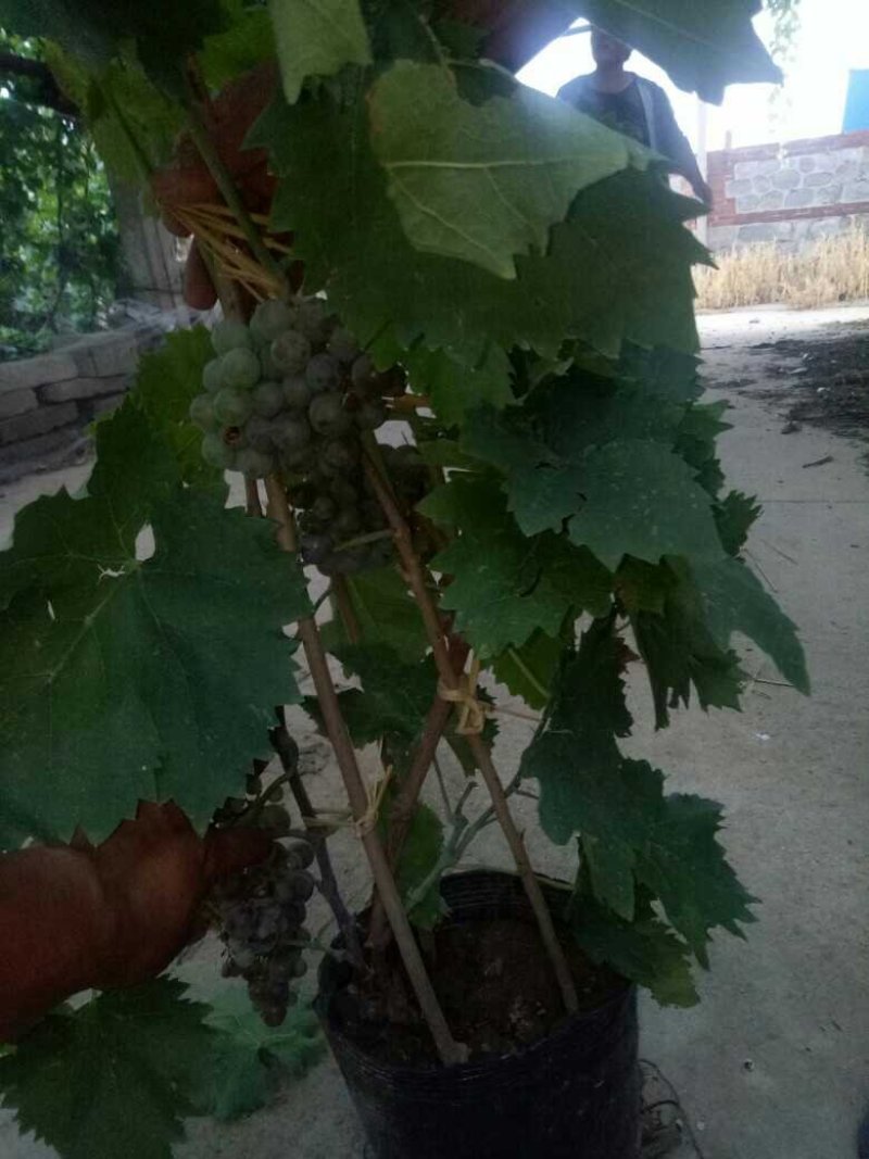 建园盆栽葡萄苗占地用盆栽葡萄苗