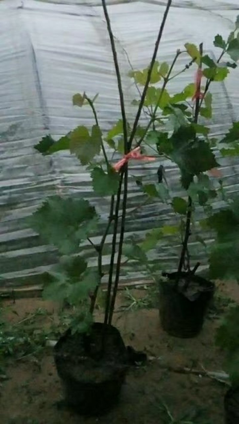 建园盆栽葡萄苗占地用盆栽葡萄苗