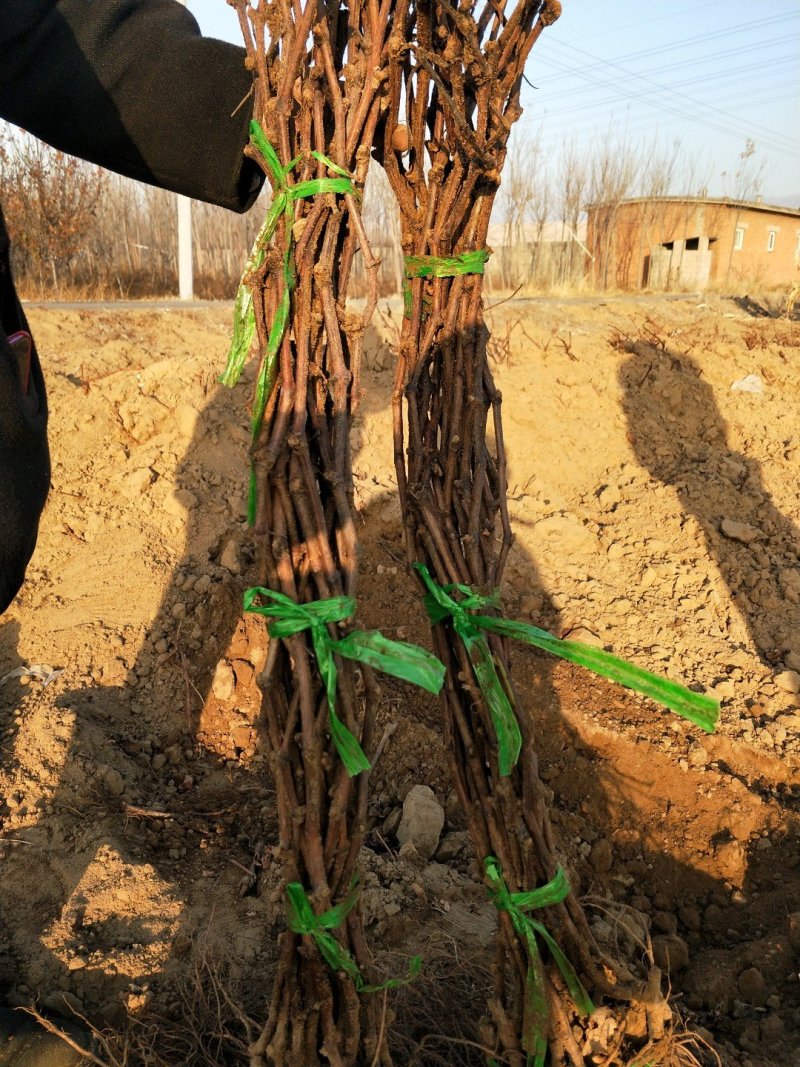 建园盆栽葡萄苗占地用盆栽葡萄苗