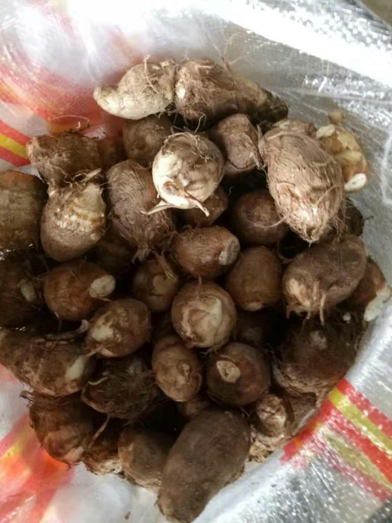 山东毛芋头通货供应，货源充足，供电商各个平台全国代发，