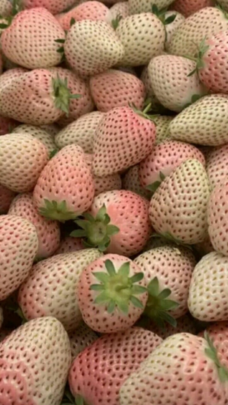 【草莓苗】淡雪草莓苗日本淡雪草莓苗白雪公主草莓苗