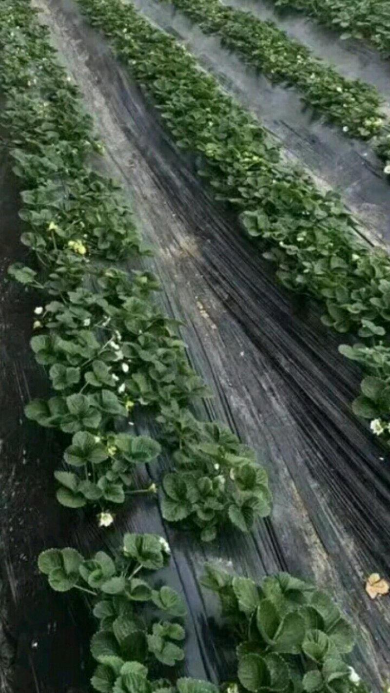 【草莓苗】淡雪草莓苗日本淡雪草莓苗白雪公主草莓苗