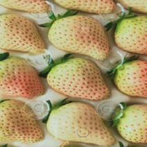 【草莓苗】淡雪草莓苗日本淡雪草莓苗白雪公主草莓苗