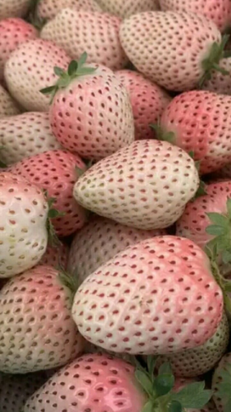 【草莓苗】淡雪草莓苗日本淡雪草莓苗白雪公主草莓苗