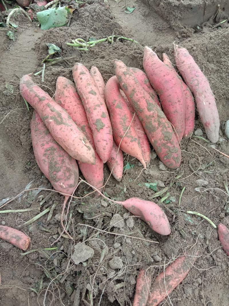 西瓜红红薯，产地直发质量好，量大日上货百万吨