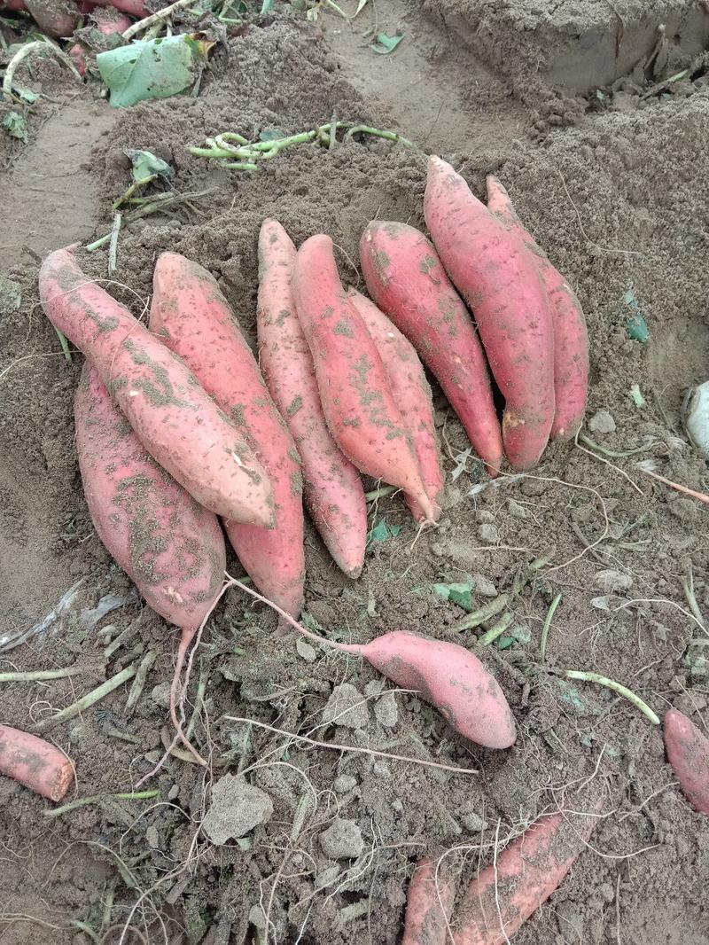西瓜红红薯，产地直发质量好，量大日上货百万吨