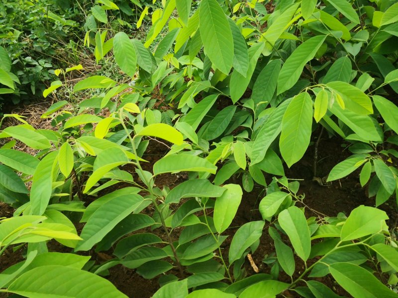 释迦苗