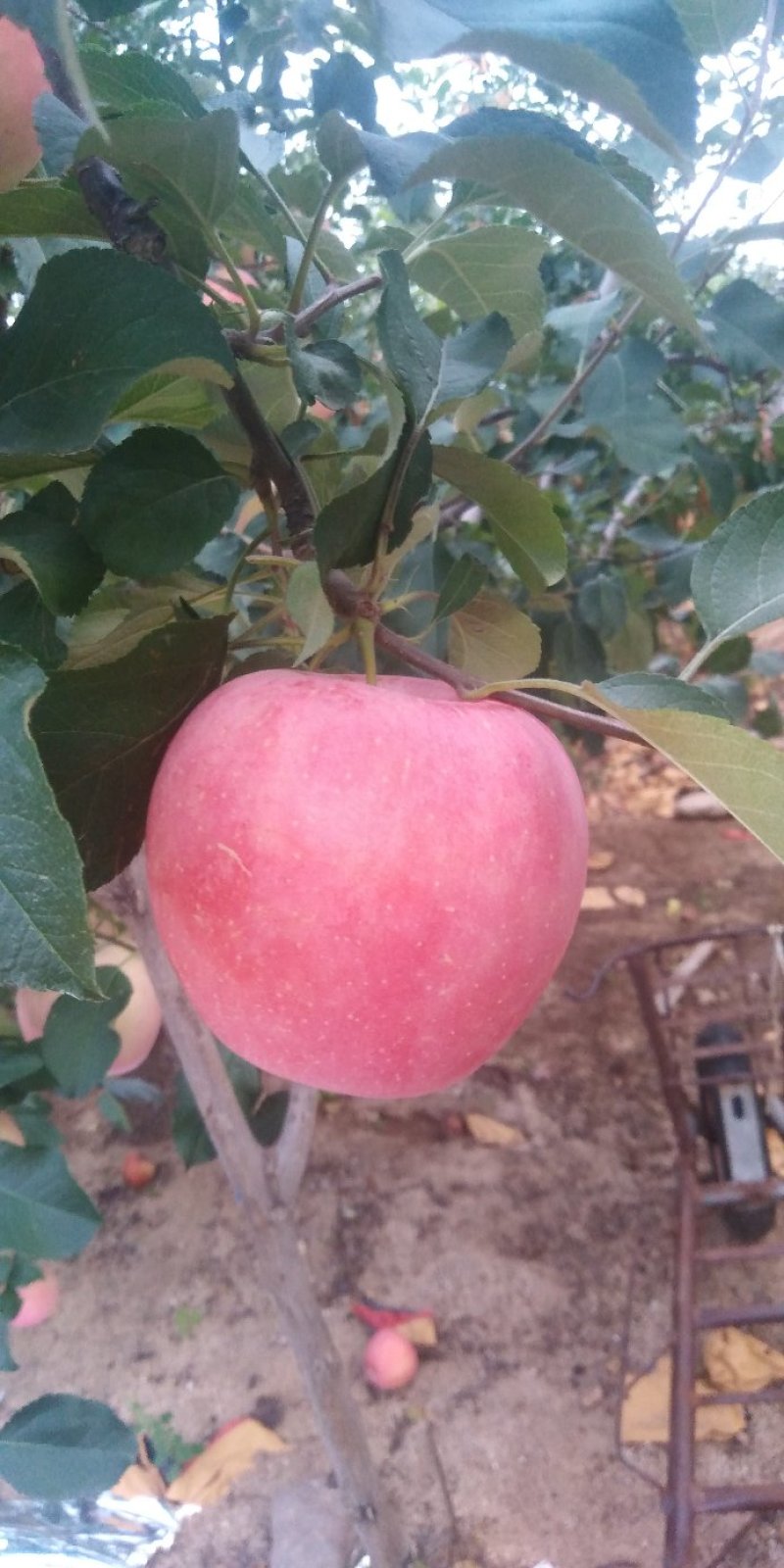 红钱苹果大量上市
