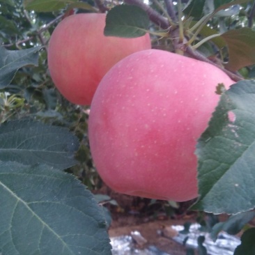 红钱苹果大量上市