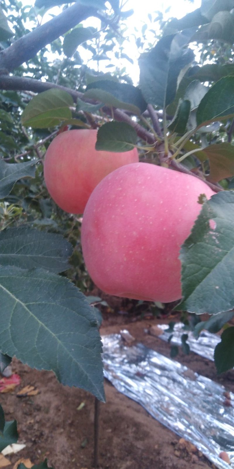 红钱苹果大量上市