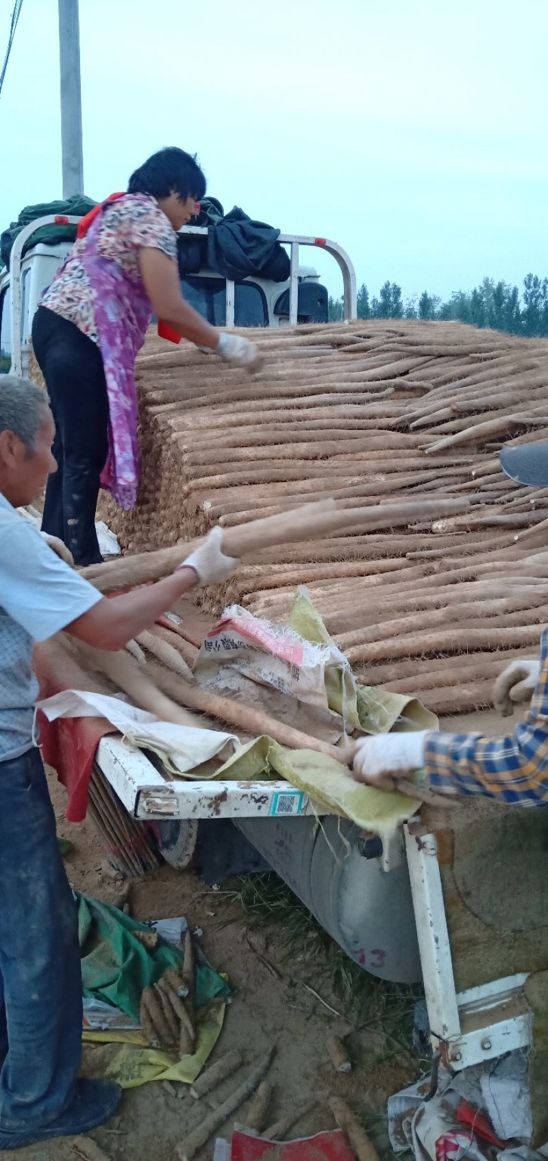 【精品】牡丹区白玉山药大通货产地直供一手货源批发