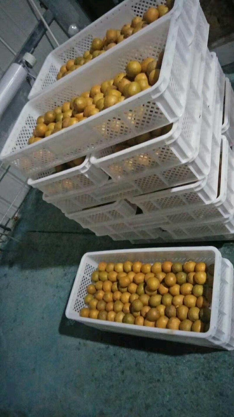 龙胜产地直销罗汉果龙胜特产(脱水果)