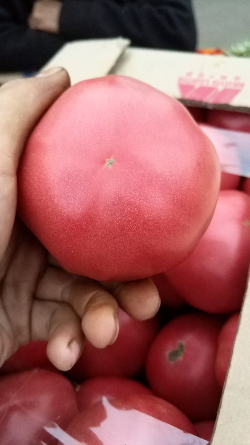西红柿大量上市，你还不来吗，量大质优