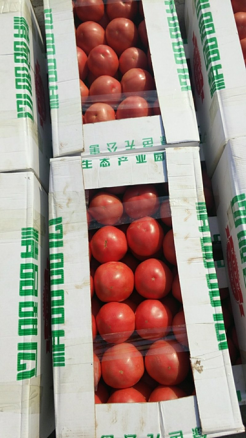 西红柿大量上市，你还不来吗，量大质优