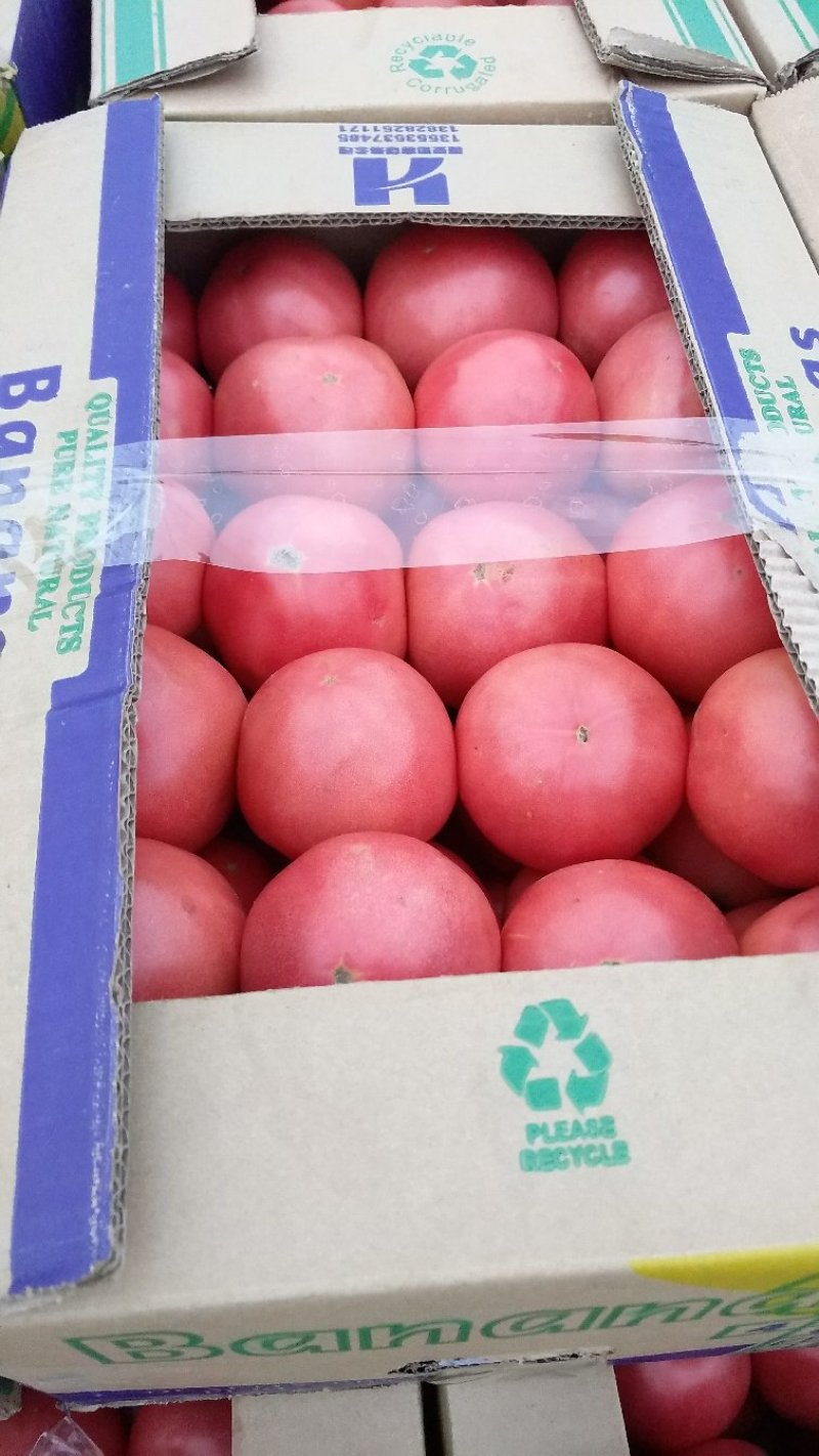 西红柿大量上市，你还不来吗，量大质优