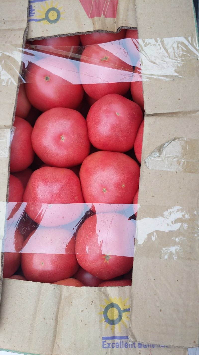 西红柿大量上市，你还不来吗，量大质优