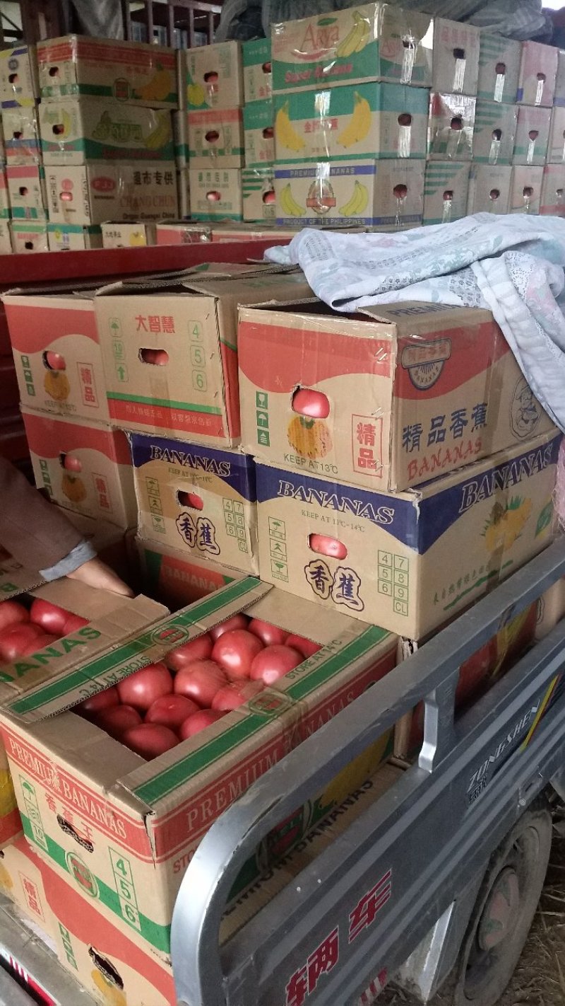 西红柿大量上市，你还不来吗，量大质优