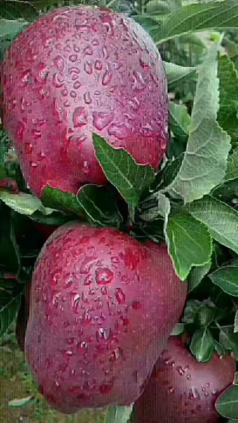 苹果
