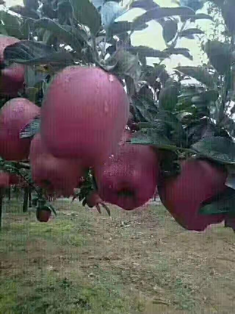 苹果