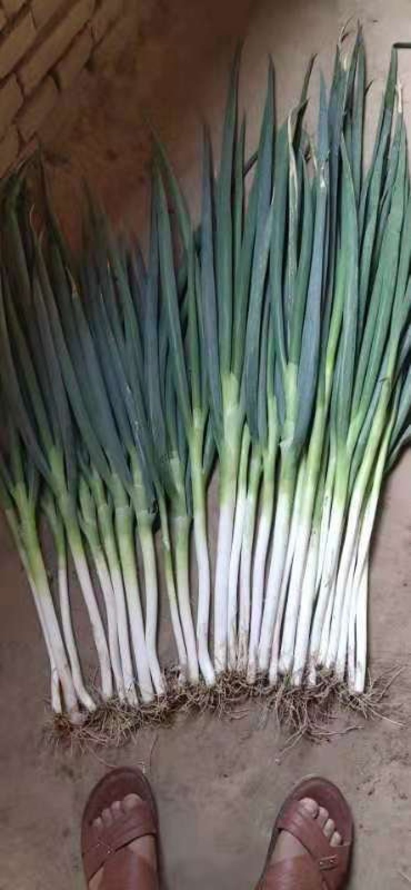 精品大葱钢葱产地直发品质保证对接各类客户欢迎咨询