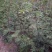 韩城大红袍黄盖花椒苗
