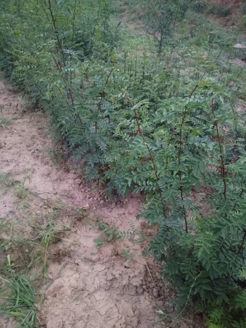 韩城大红袍黄盖花椒苗