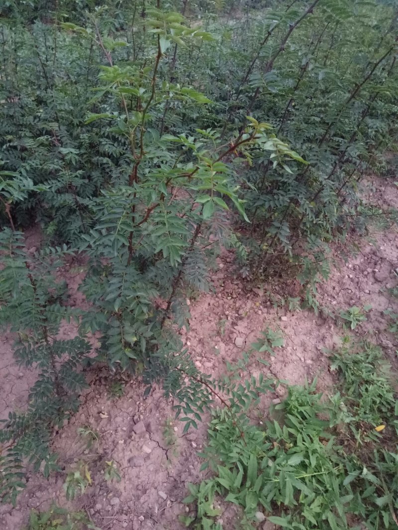 韩城大红袍黄盖花椒苗
