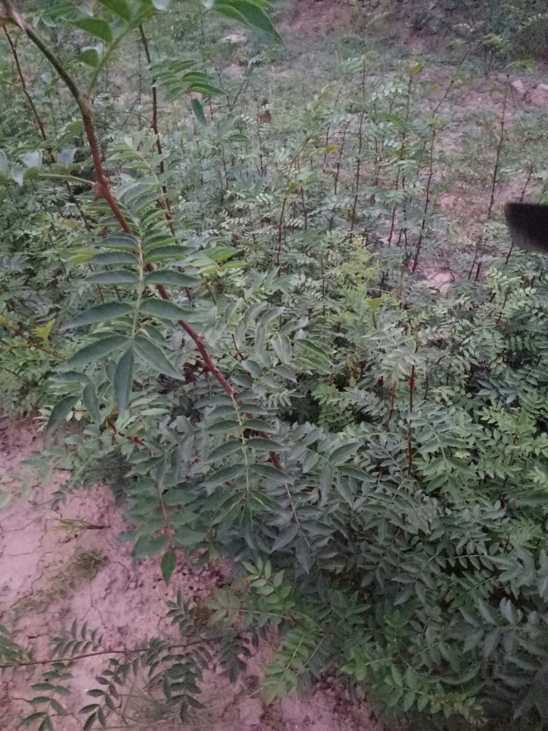 韩城大红袍黄盖花椒苗