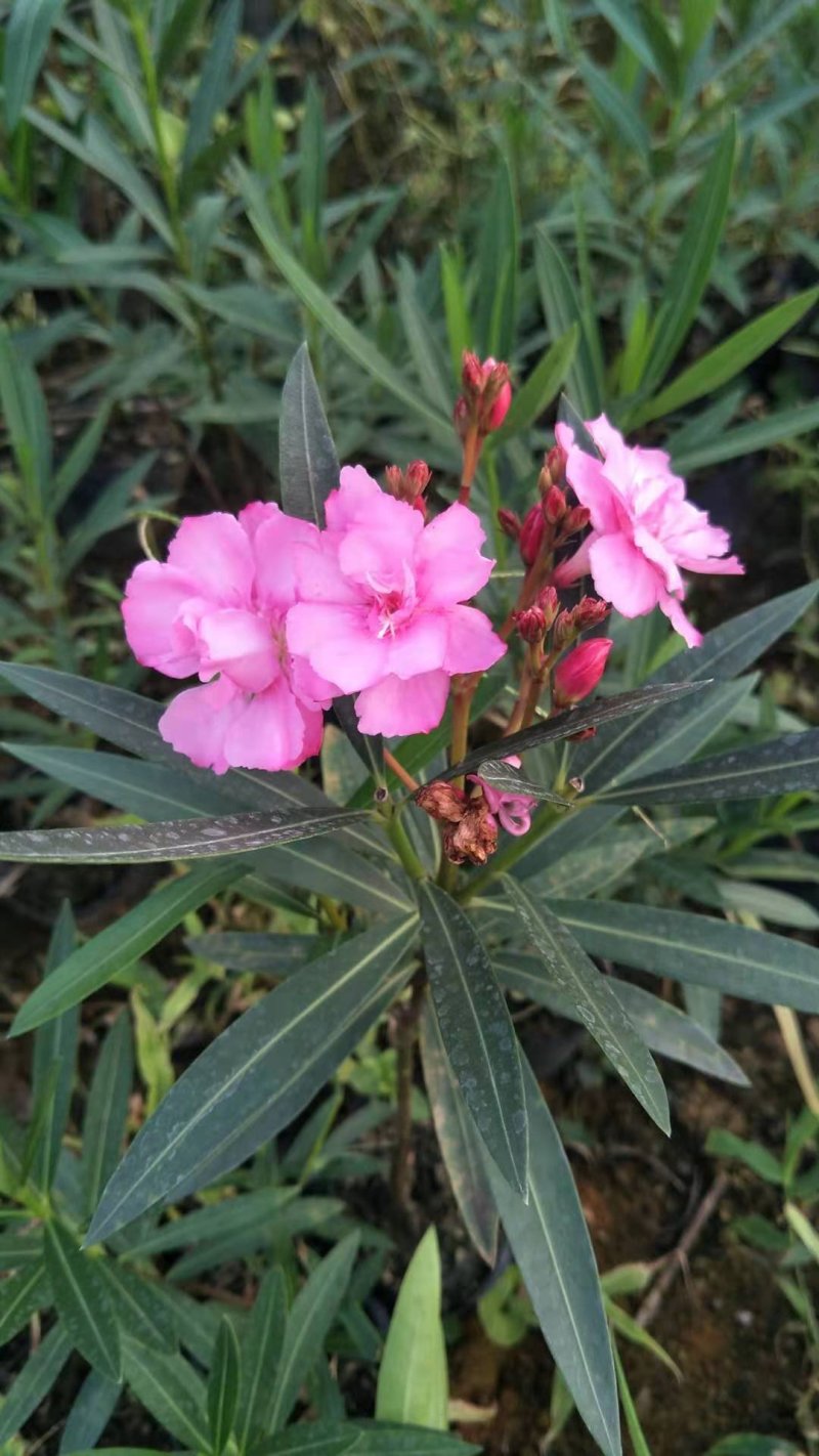 长期大量供应优质夹竹桃杯苗，地苗